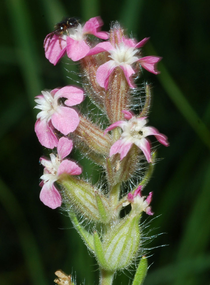 Silene gallica / Silene gallica